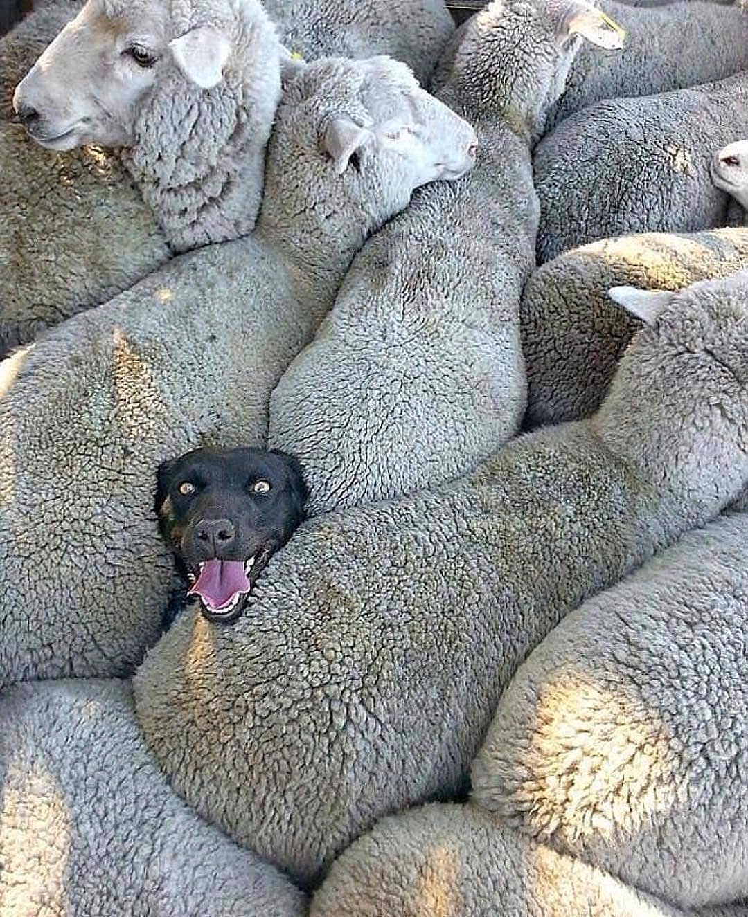Dog inside the sheep