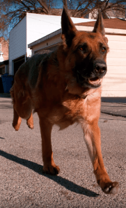 running wallpaper dog