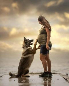 german shepherd dog with pregnant woman