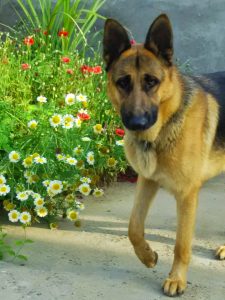 shepherd dog india with flowers