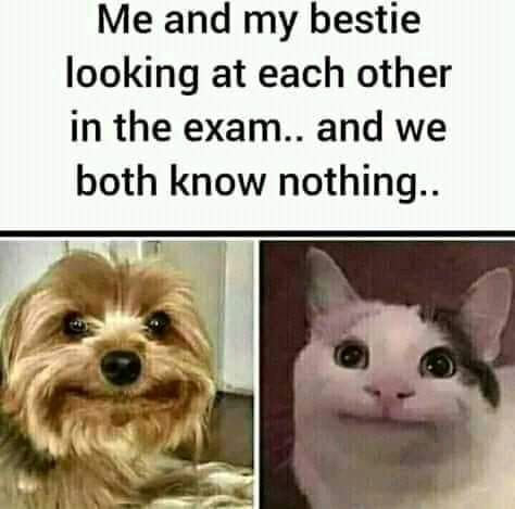 Funny memes dog and cat
