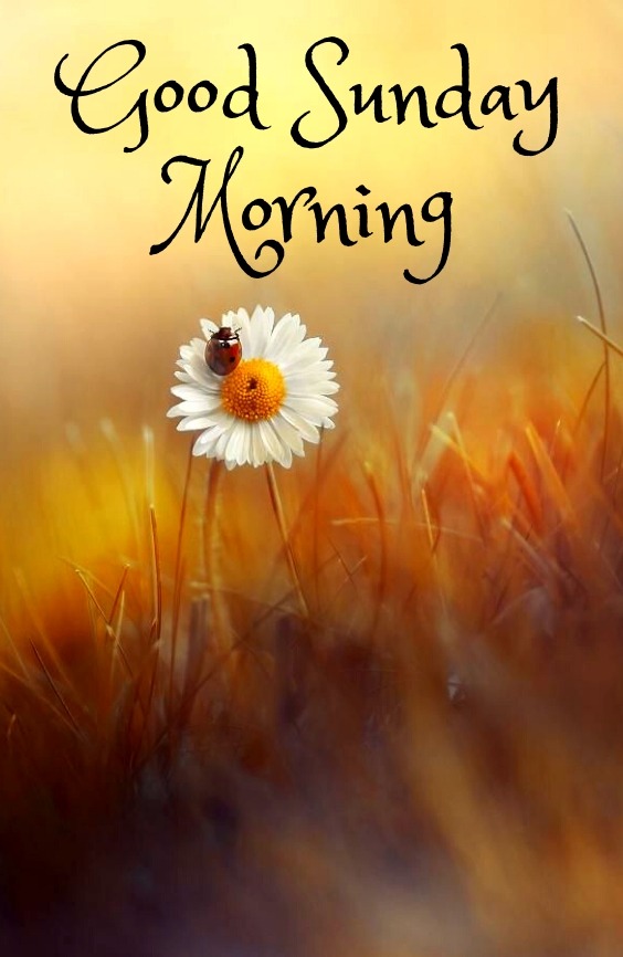 good morning happy Sunday HD images download