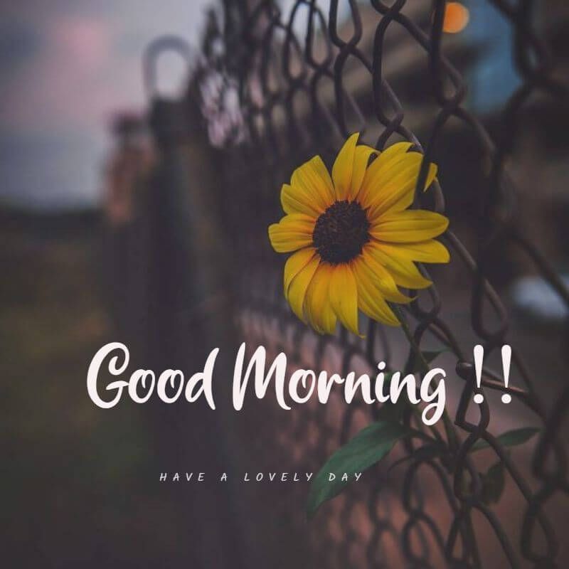 good morning wishes image