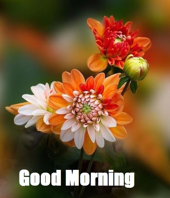 good morning HD images download