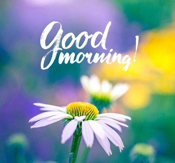 good morning images with flowers HD