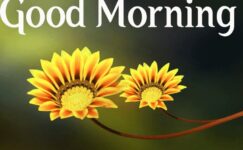 201+ Good Morning Flower Images Free Download 2024