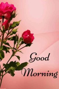 good morning rose images download
