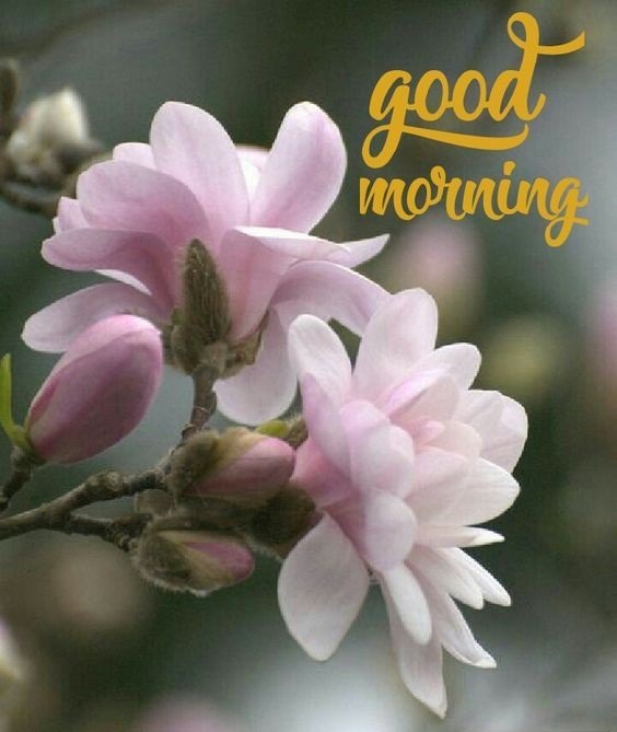 good morning images with flowers HD download