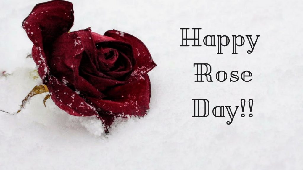 happy rose day [currentyear] wishes