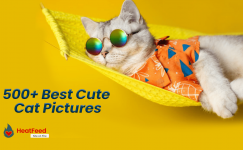 500+ Best Cute Cat Pictures 
