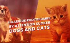 Hilarious Photobombs by Attention Sucker Dogs and Cats