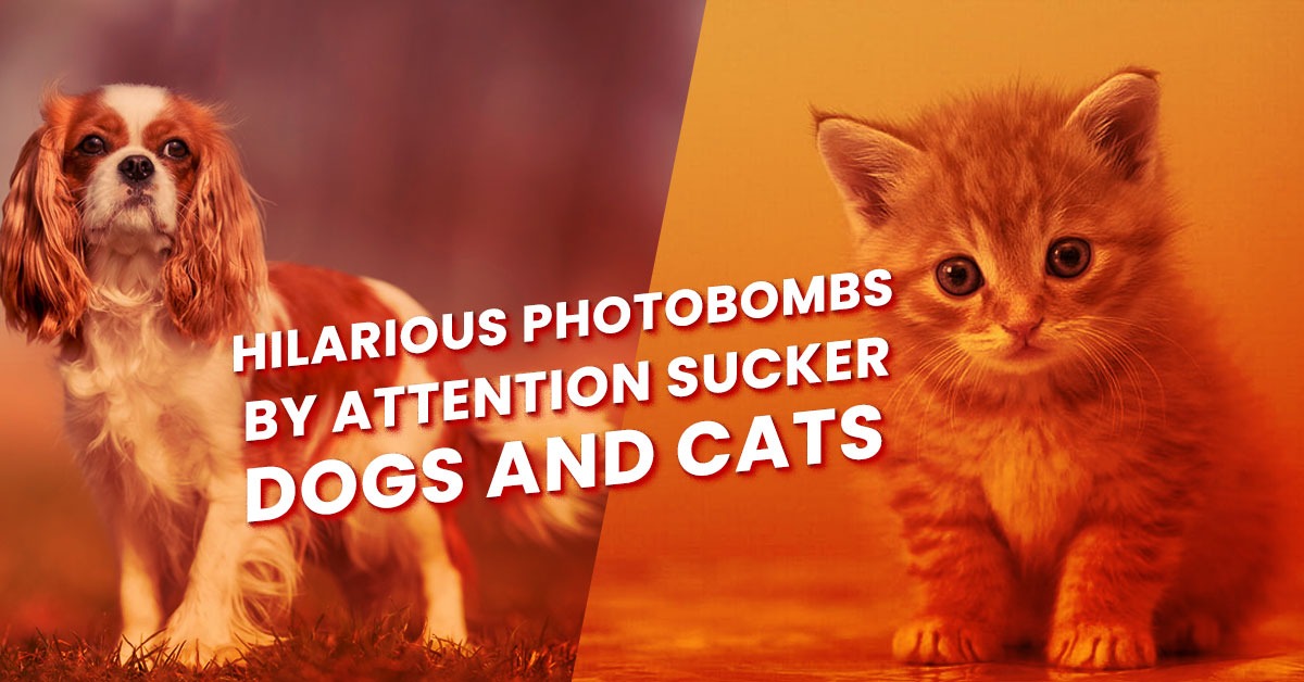 Hilarious Photobombs by Attention Sucker Dogs and Cats