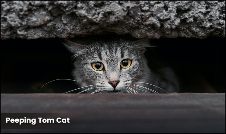 The Peeping Tom Cat