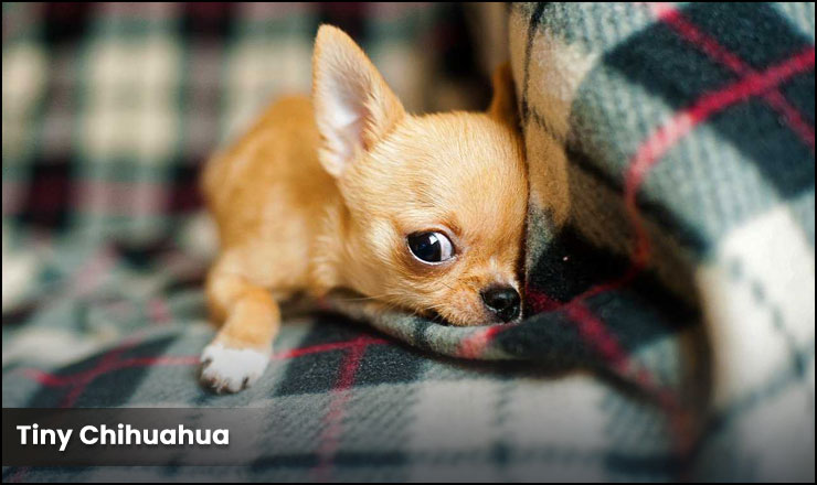 The Tiny Chihuahua